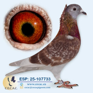 ESP: 2025-107733-H♀ JAN AARDEN