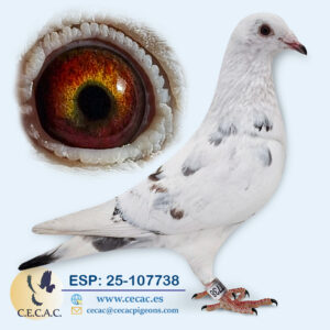 ESP: 2025-107738-H♀   PIET LAZEROMS/JAN AARDEN