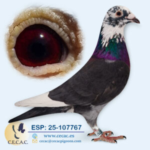 ESP: 2025-107767-M♂ DIRK VAN DEN BULCK/DRAPA