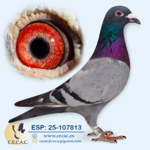 ESP: 2025-107813-M♂   KANNIBAAL/OP DE BEECK
