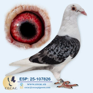 ESP: 2025-107826-H♀ PIPA ELITE CENTER