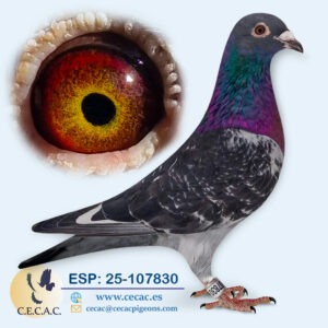 ESP: 2025-107830-M♂   PIET LAZEROMS