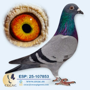 ESP: 2025-107853-M♂ JAN ARDEN/STICHELBAUT