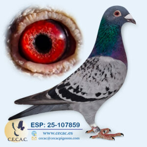 ESP: 2025-107859-H♀ DIRK VAN DEN BULCK