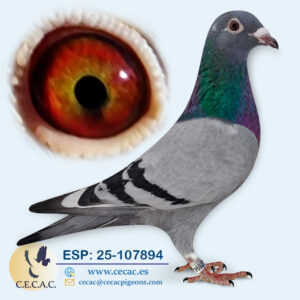 ESP: 2025-107894-H♀ DELBAR