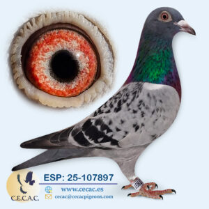 ESP: 2025-107897-H♀ LEO HEREMANS