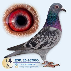 ESP: 2025-107900-H♀ DERBY/ DIRK VAN DYCK