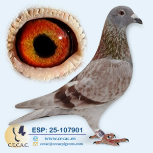 ESP: 2025-107901-M♂ LAMBR./BOECKX/BUCK