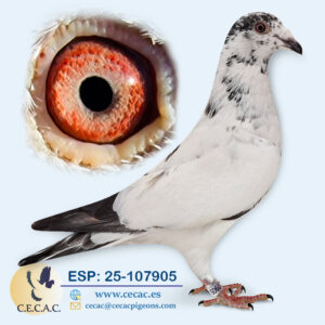 ESP: 2025-107905-M♂ DELBAR