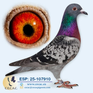 ESP: 2025-107910-H♀   KO VAN DOMMELEN