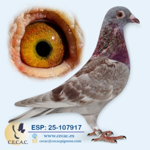 ESP: 2025-107917-M♂ PIET LAZEROMS/BUYCK