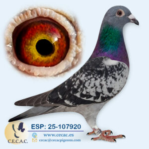 ESP: 2025-107920-H♀ PIET LAZEROMS
