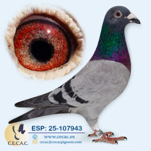ESP: 2025-107943-M♂   ROMARIO