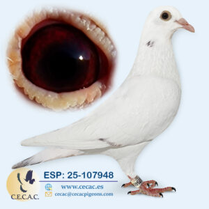 ESP: 2025-107948-M♂ DIRK VAN DEN BULCK/VAN REETH RUDY