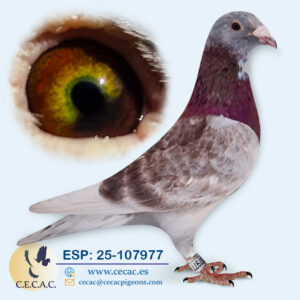 ESP: 2025-107977-M♂   PIET LAZEROMS/BUYCK