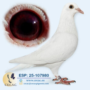 ESP: 2025-107980-M♂ PIPA ELITE CENTER