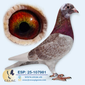 ESP: 2025-107981-M♂ DIRK VAN DEN BULCK
