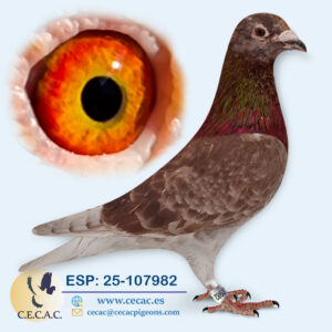ESP: 2025-107982-M♂ DIRK VAN DEN BULCK