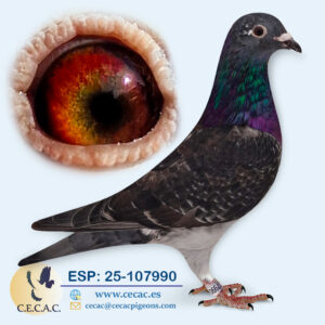 ESP: 2025-107990-H♀ JAN AARDEN