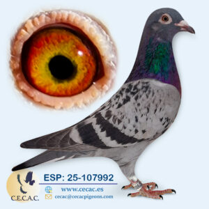 ESP: 2025-107992-H♀ MARTHA VAN GEEL