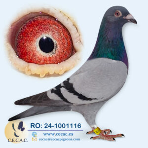 RO-2024-1001116-M♂