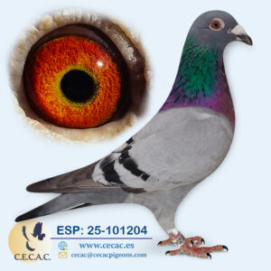 ESP: 2025-101204-M♂ DIRK VAN DEN BULCK