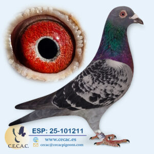 ESP: 2025-101211-M♂ JAN ARDEN/BASTERRA