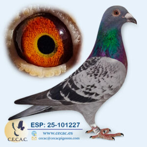 ESP: 2025-101227-M♂ DIRK VAN DEN BULCK