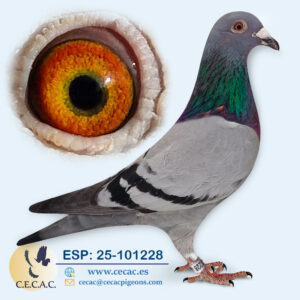 ESP: 2025-101228-H♀ VELOCIDAD