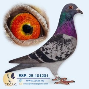ESP: 2025-101231-M♂ HERBOTS/WILLEN DE BRUIJN