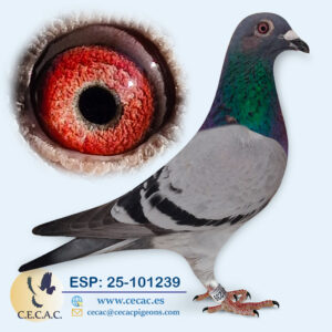 ESP: 2025-101239-H♀ DERBY