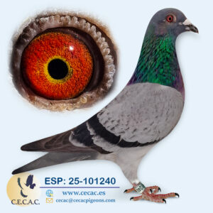 ESP: 2025-101240-M♂ DERBY