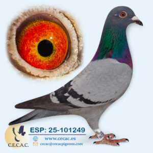 ESP: 2025-101249-H♀ DERBY