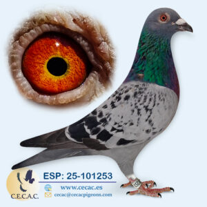 ESP: 2025-101253-M♂ GABY VANDENABEELE