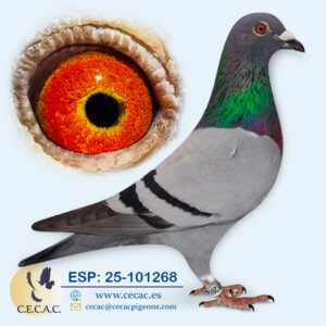 ESP: 2025-101268-M♂ JELLE JELLEMA