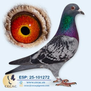 ESP: 2025-101272-M♂ STASSART