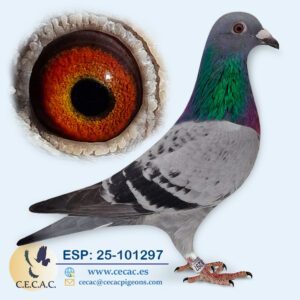 ESP: 2025-101297-H♀ STASSART