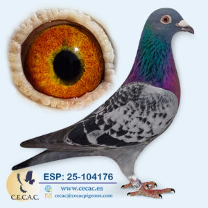 ESP: 2025-104176-M♂ STASSART