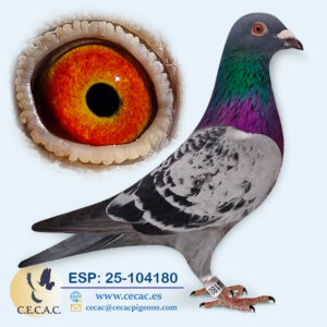 ESP: 2025-104180-M♂ GABY VANDENABEELE