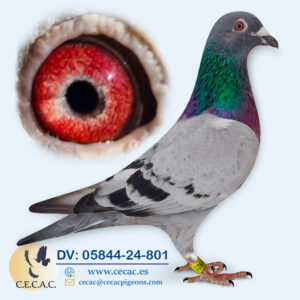 DV: 05844-24-801-M♂
