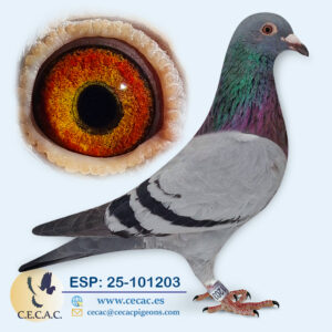ESP: 2025-101203-H♀ DIRK VAN DEN BULCK