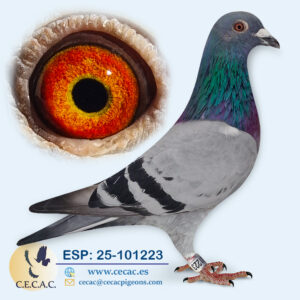 ESP: 2025-101223-M♂   DERBY