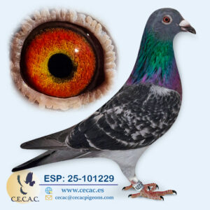 ESP: 2025-101229-H♀ DIRK VAN DEN BULCK