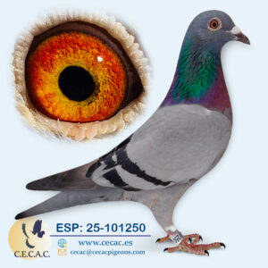 ESP: 2025-101250-H♀ DERBY