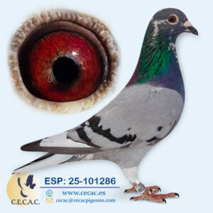 ESP: 2025-101286-M♂ MARTHA VAN GEEL