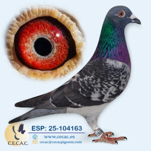 ESP: 2025-104163-M♂ LEON ROKS/AARDEN