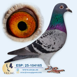 ESP: 2025-104165-H♀ LEO HEREMANS