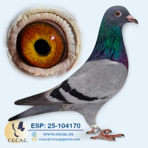ESP: 2025-104170-H♀ STASSART