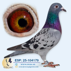 ESP: 2025-104179-H♀  GABY VANDENABEELE