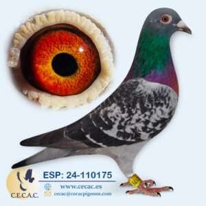 ESP: 2024-110175-H♀ STICHELBAUT/JAN AARDEN